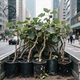 无花果树果苗特大果矮化盆栽波姬红南方北阳台种植当年结果新品种