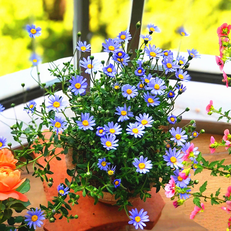 玛格丽特盆栽带花