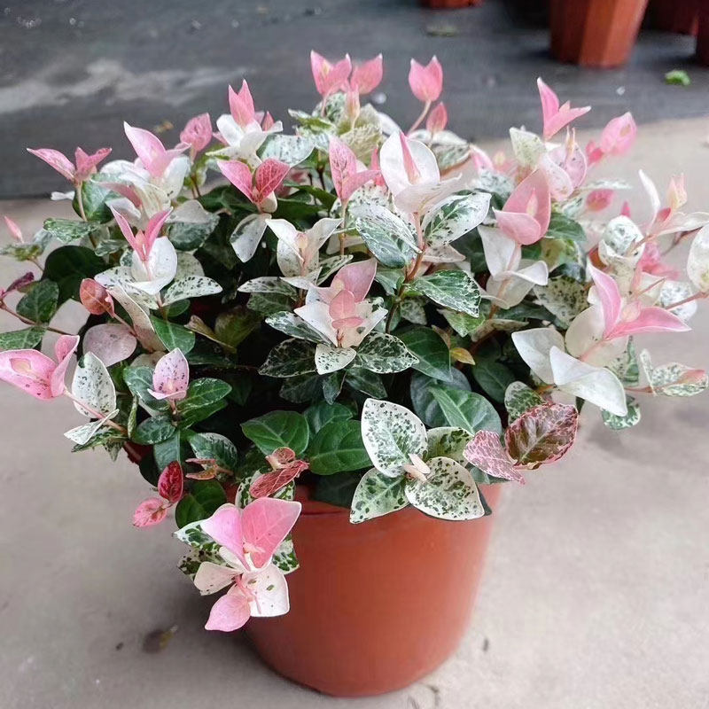 花叶络石_花叶络石折扣优惠券