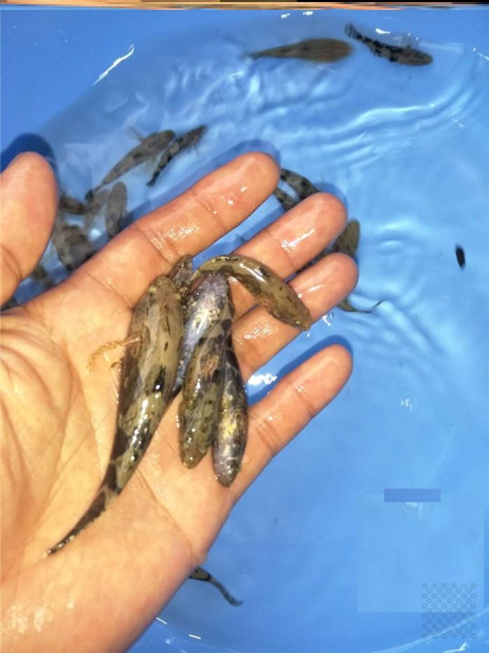 鱼苗优质笋壳沙塘淡水养殖养殖鱼斑尖塘鳢观赏鱼鱼