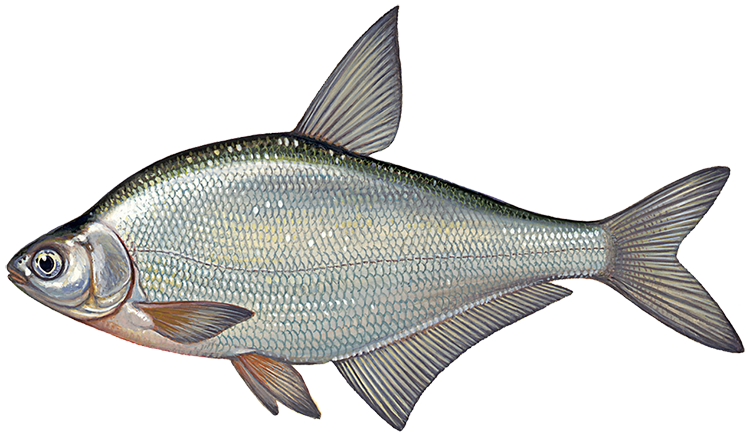 邮 黑龙江野生冷水鳊花鱼 三花五罗 鳊花 长春鳊35一斤四斤包邮送