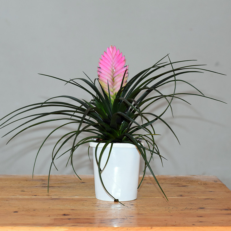 铁兰花卉 办公/客厅桌面盆栽 室内盆景植物 铁兰 紫花 细叶凤梨