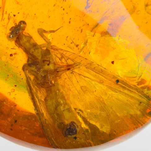 28.3g不含链 收藏级 罕见大虫珀原始螳螂裸料随形挂件 syw6-7