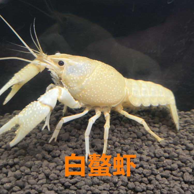 白玉鳌虾活体包邮 淡水观赏虾宠物虾白色螯虾有攻击性 虾场自产