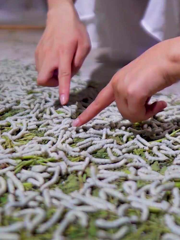 蚕宝宝学生养蚕套装活蚕新鲜桑叶大蚕卵蚕籽