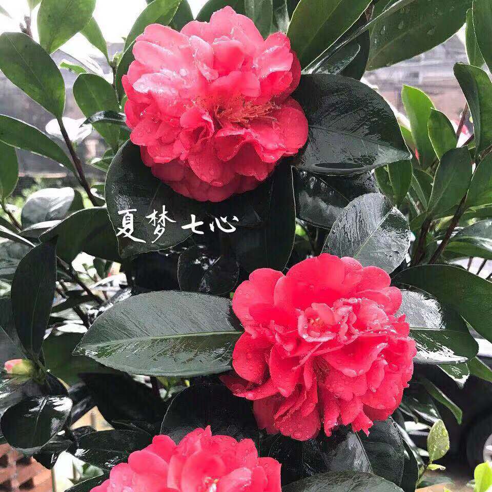 重瓣四季茶花夏日七心小璇国色衍平文清花开不断阳台庭院植物包邮
