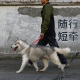 QZee BeauGo防水橡胶宠物狗狗牵引绳中大型犬训练训犬一步牵短绳
