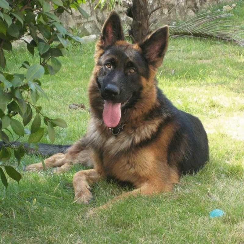 德国牧羊犬幼犬活体看家护院犬大型狼狗黑背德牧幼崽