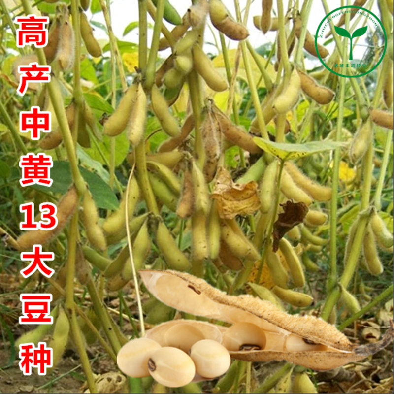 黄豆种子高产中黄13中黄57高产常规大豆农户大面积种植大豆种