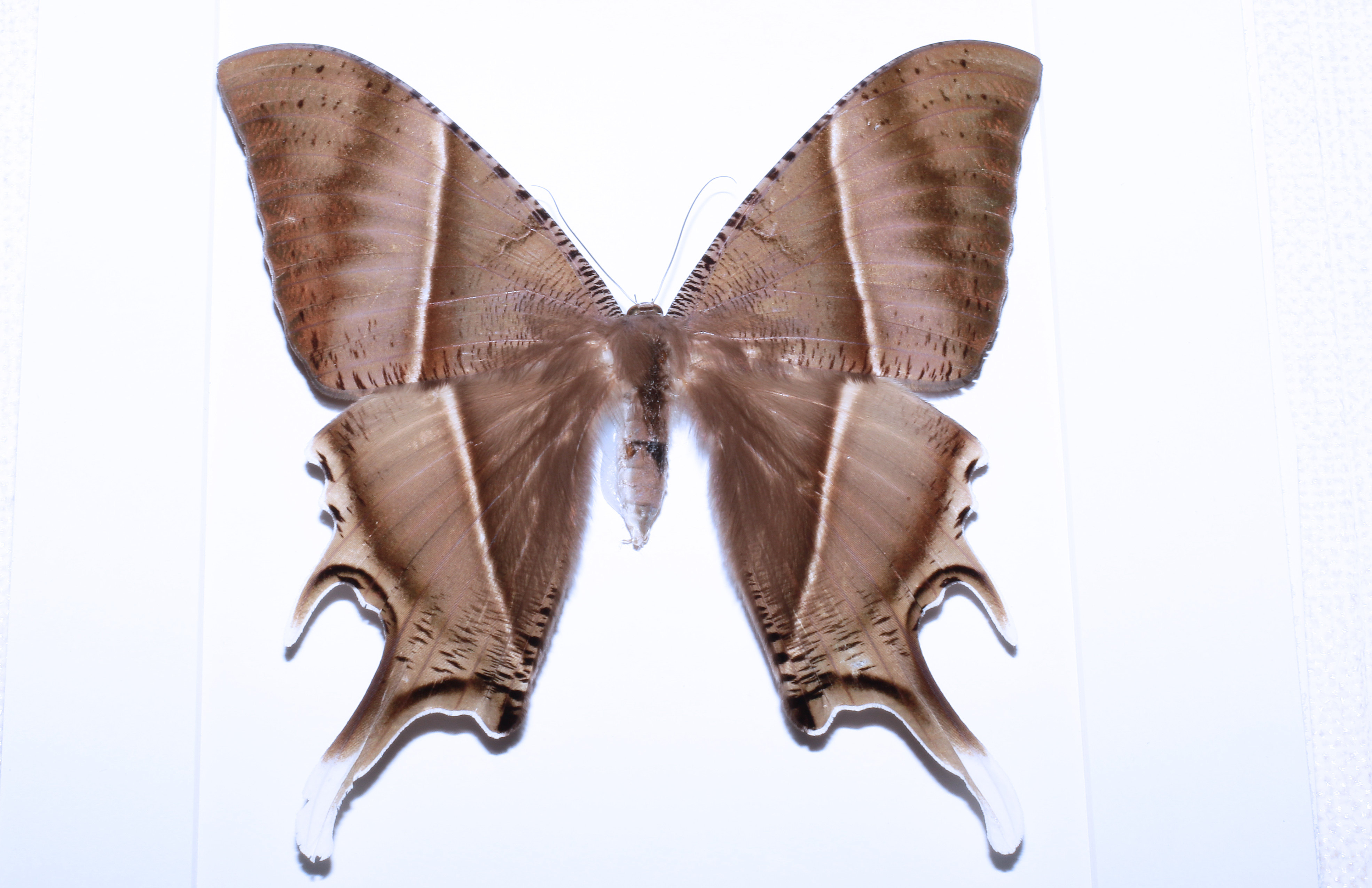 森林野人  燕尾大蚕蛾 昆虫标本 蝴蝶标本 工艺品原虫