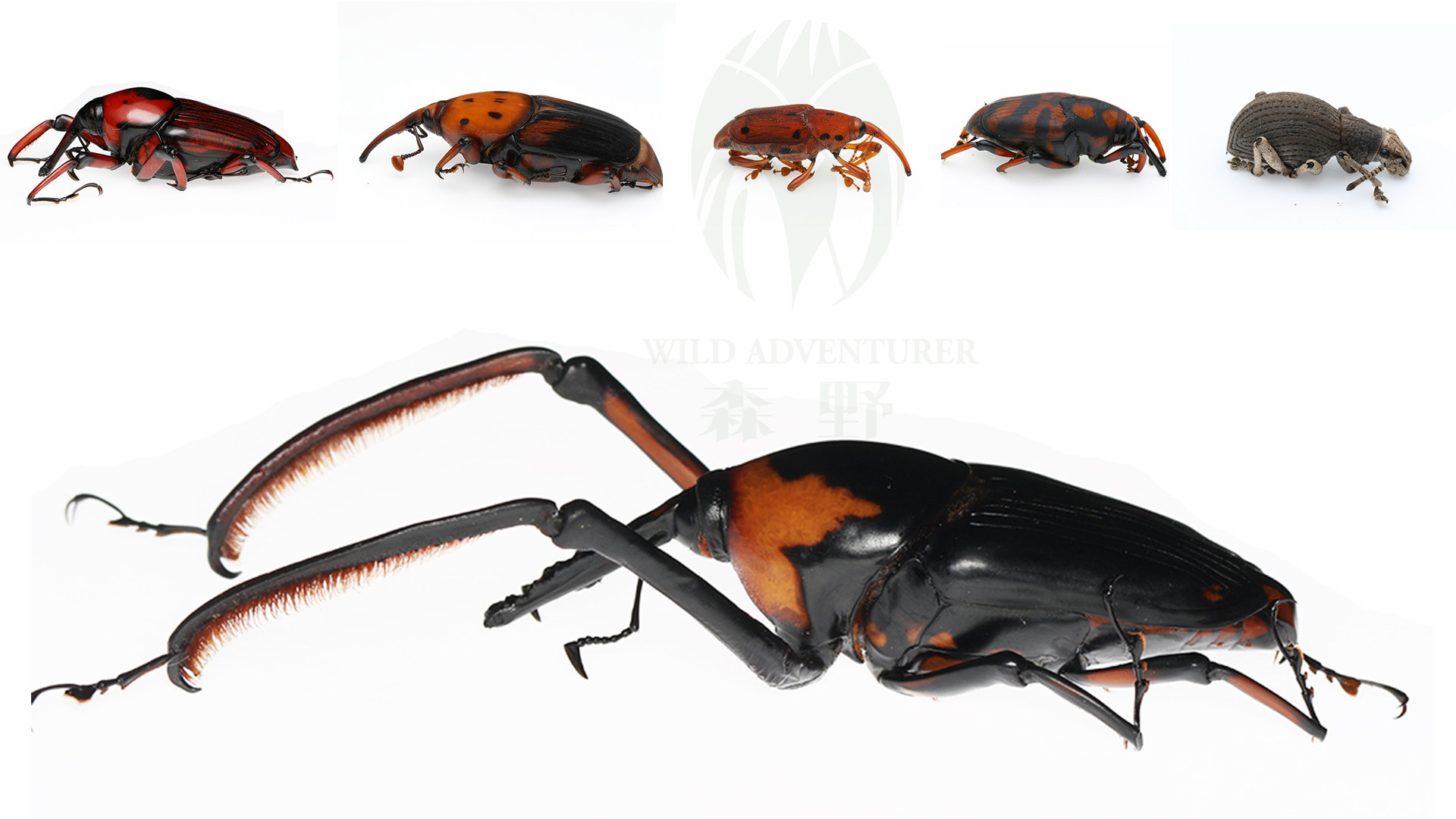 森林野人 象甲标本  科普标本