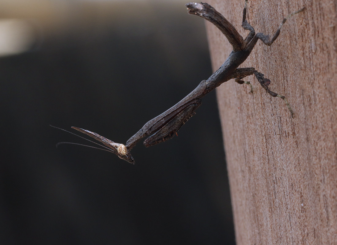 森林野人 短屏顶螳 螳螂活体 摄影昆虫 另类宠物活体