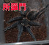 巴西所罗门 新手入门 宠物捕鸟蛛 0.5-10cm幼体 新手玩具品种蜘蛛 巴西所罗门 新手入门 宠物捕鸟蛛 0.5-10cm幼体 新手玩具品种蜘蛛