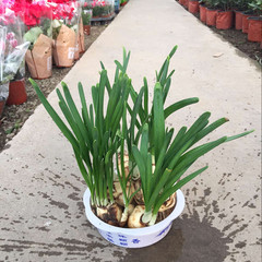 马克园艺十月上新 水仙花种球绿植水培花卉种子盆栽植物