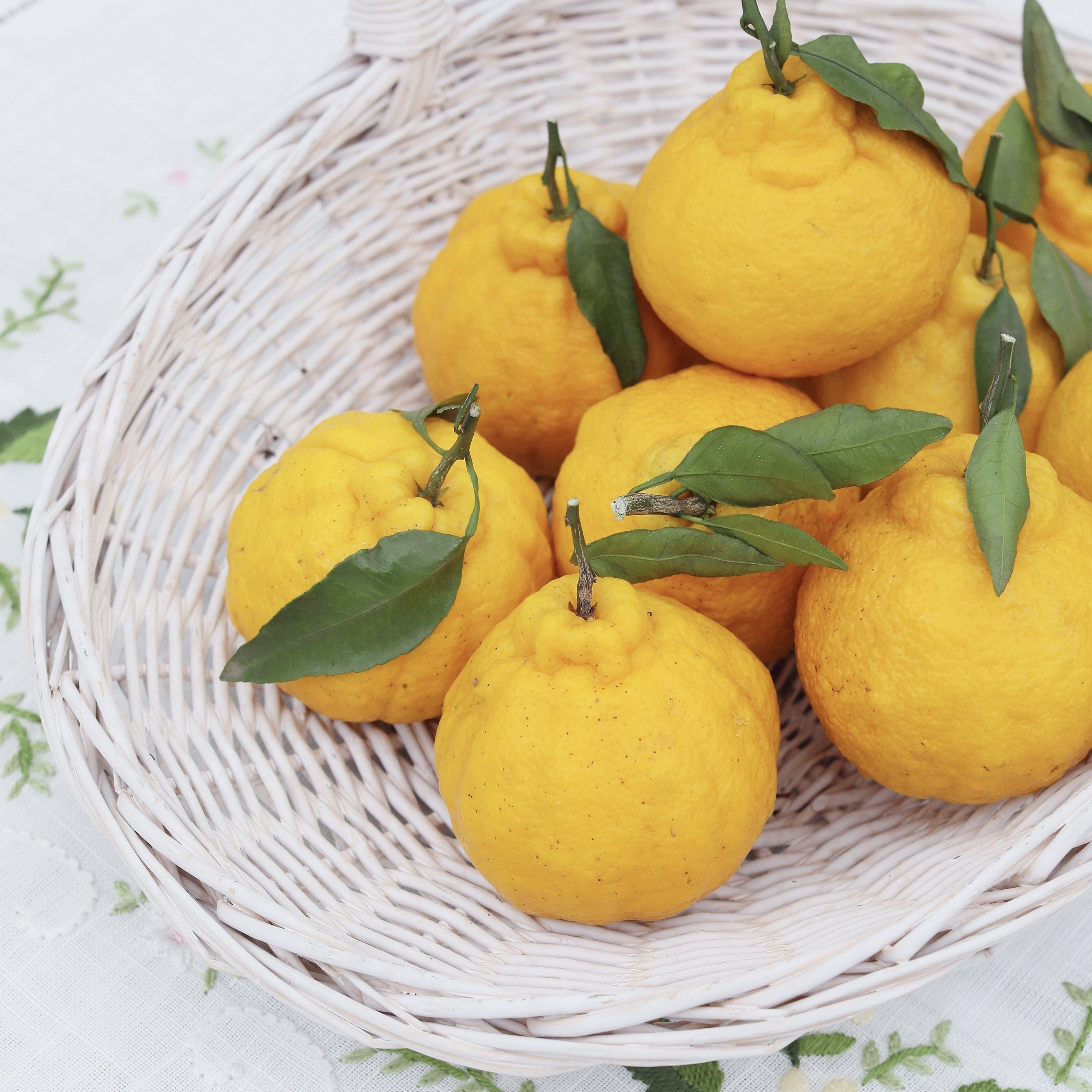 正宗柠檬不知火大果四川浦江柠檬丑柑橘丑八怪新鲜丹棱甜特级桔子