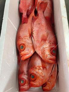 大眼鱼野生海钓鲜活大目鲷大雄红眼鱼新鲜大眼鸡海鲜