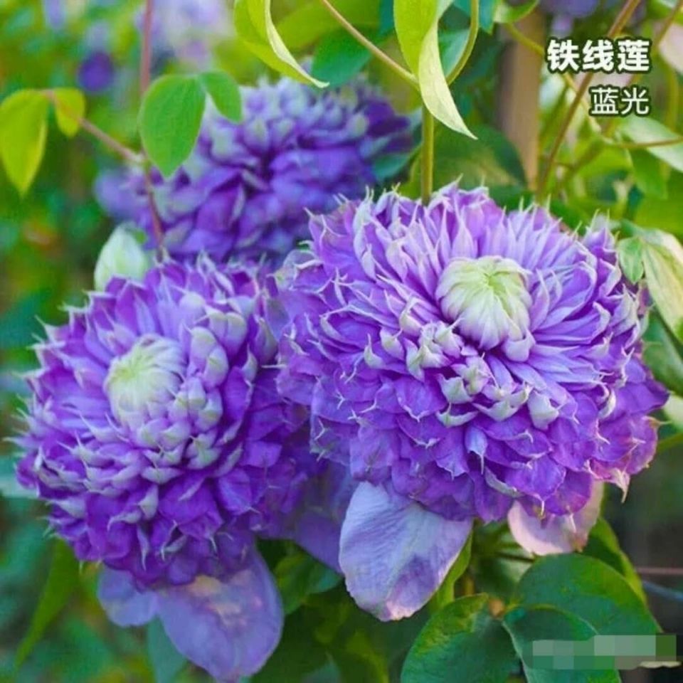 龙龙月季园艺 蓝光 铁线莲阳台庭院花墙爬藤藤本植物新手易养