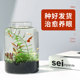 暮云春树生态瓶桌面迷你微景观水族活体专用免打理免换水手工DIY