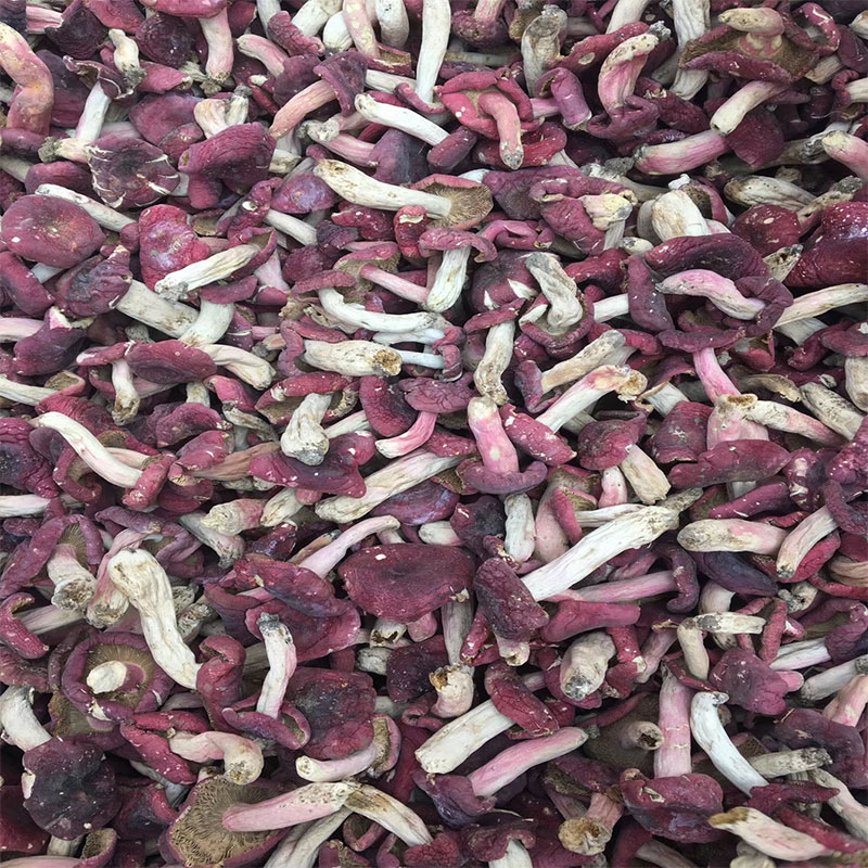 西峡伏牛野生生红菇干货干货纯天然无污染煲汤食品500g包邮正红菇