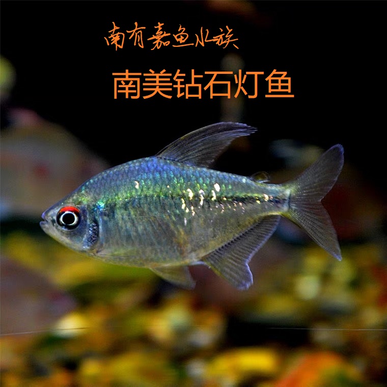 南美钻石灯鱼钻石灯水族草缸热带鱼