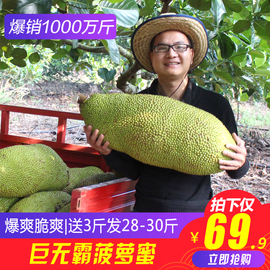 菠萝蜜新鲜水果海南三亚特产当季波罗蜜木菠萝一整个30斤非红肉