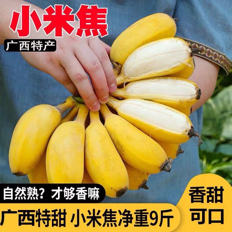 广西小米蕉现摘当季水果新鲜9斤自然熟banana苹果香蕉芭蕉包邮10