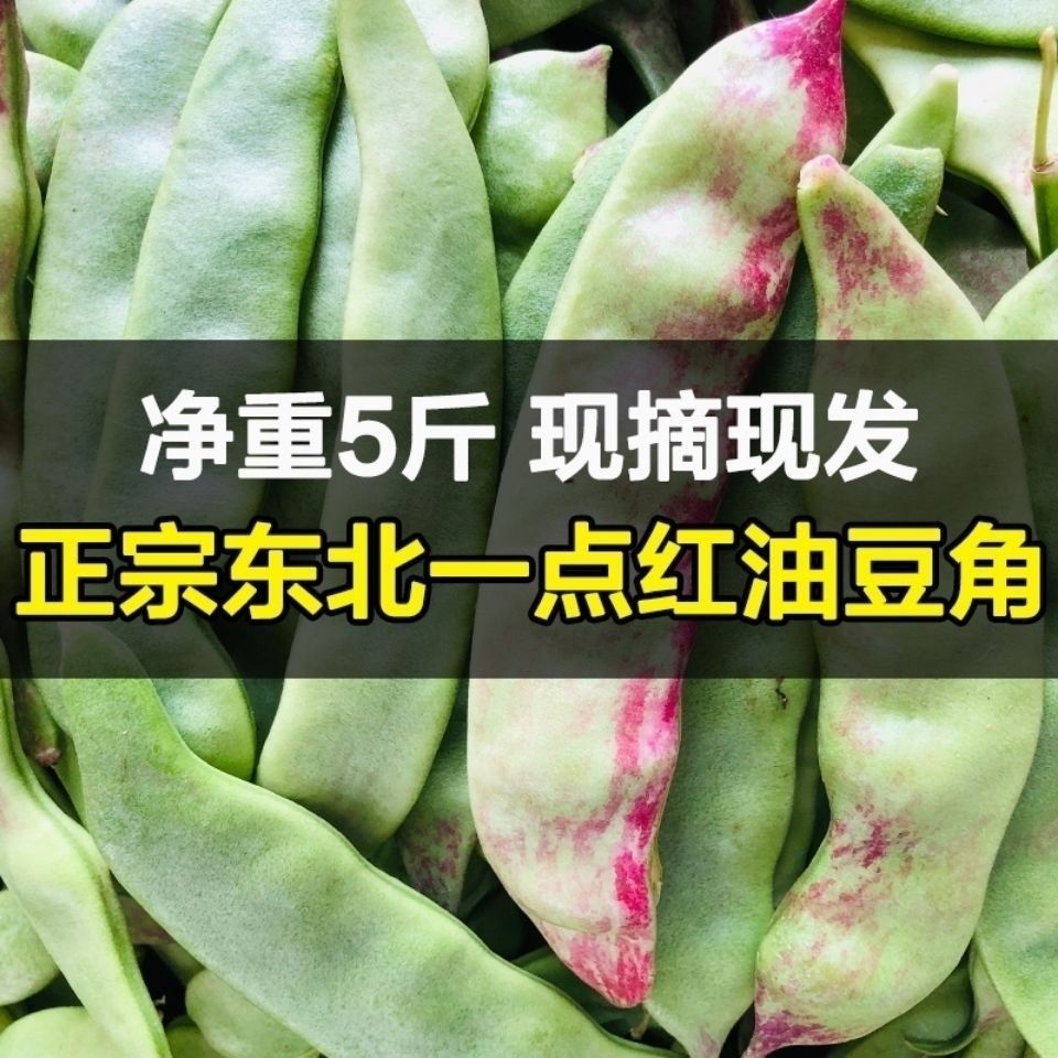 一点红油豆角东北油豆角新鲜蔬菜包邮海南内蒙整箱5斤