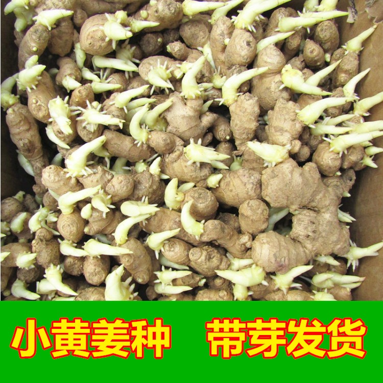 姜种植苗生姜种子已催芽山东小黄姜种 姜苗 姜芽老姜种籽收到即可种植