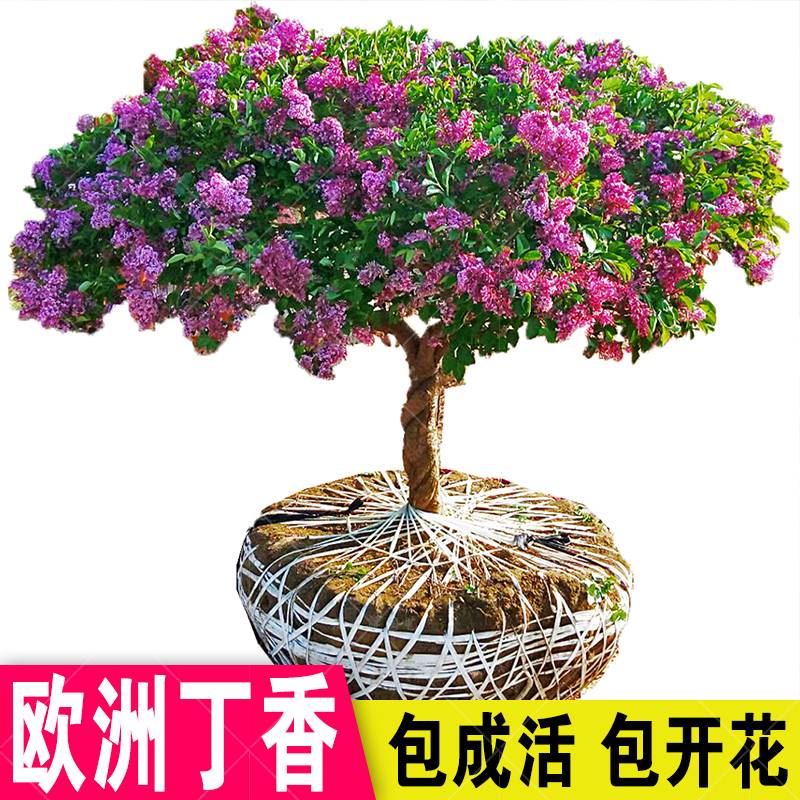 丁香花树苗浓香花苗花卉植物耐寒庭院绿化四季室外别墅紫丁香盆栽