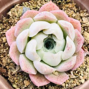 沁心多肉植物图片