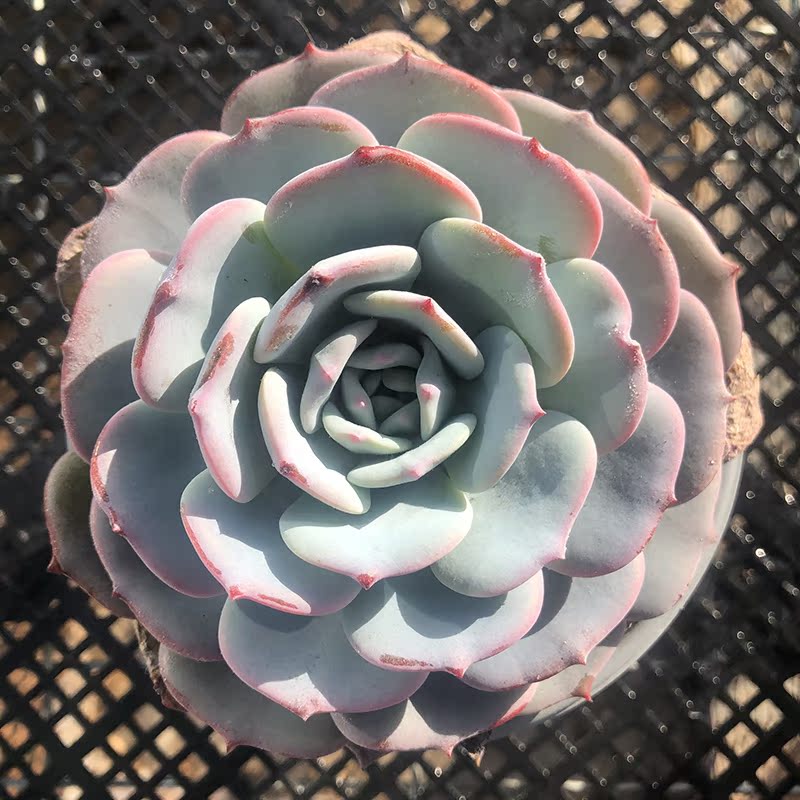 劳雪单头14cm盆 多肉植物 劳伦斯和雪莲的杂交新品种 叶层饱满