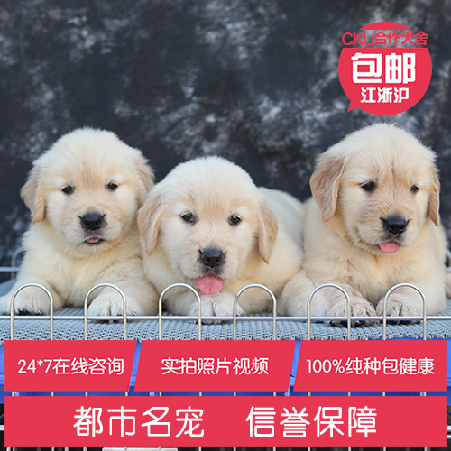 cku犬舍双血统金毛幼犬纯种活体宠物狗狗支持淘宝交易可送货上门