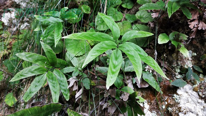 广西原生凤尾蕨属 稀有蕨类 绿植花卉盆栽生态缸水陆缸雨林缸植物