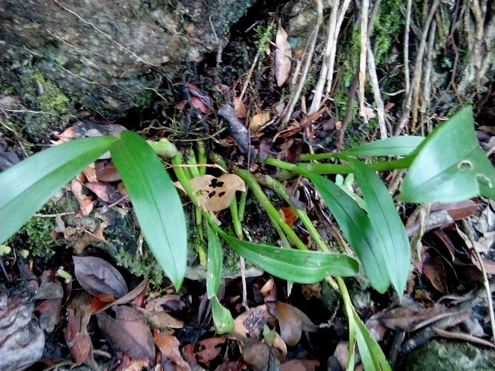 长茎羊耳 室内喜阴 花卉盆栽植物 广西原生稀有绿植 水陆缸生态缸