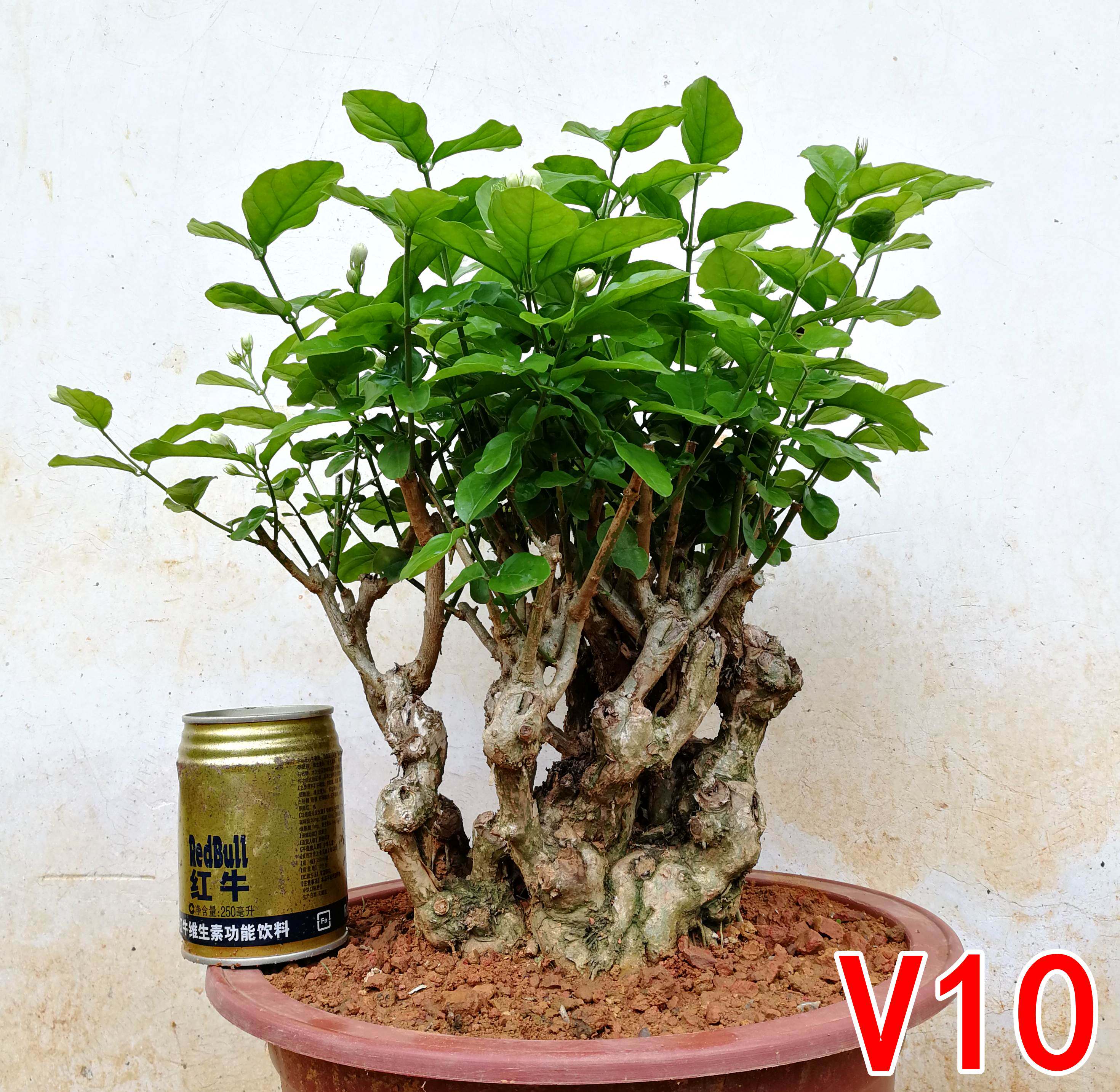 茉莉花盆栽盆景老桩一图一拍——小木林茉莉园艺.