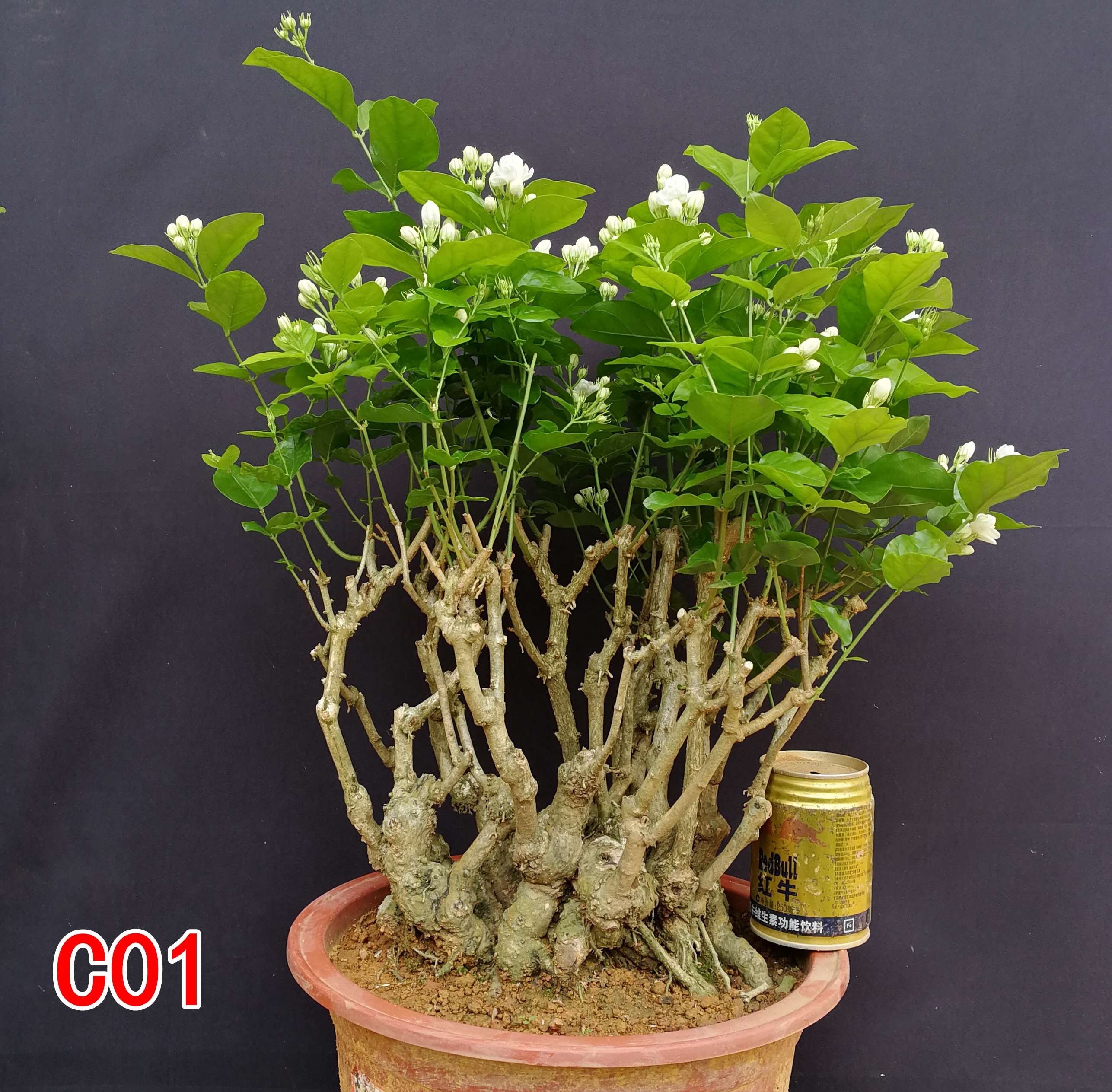 重瓣茉莉花老桩盆景花卉