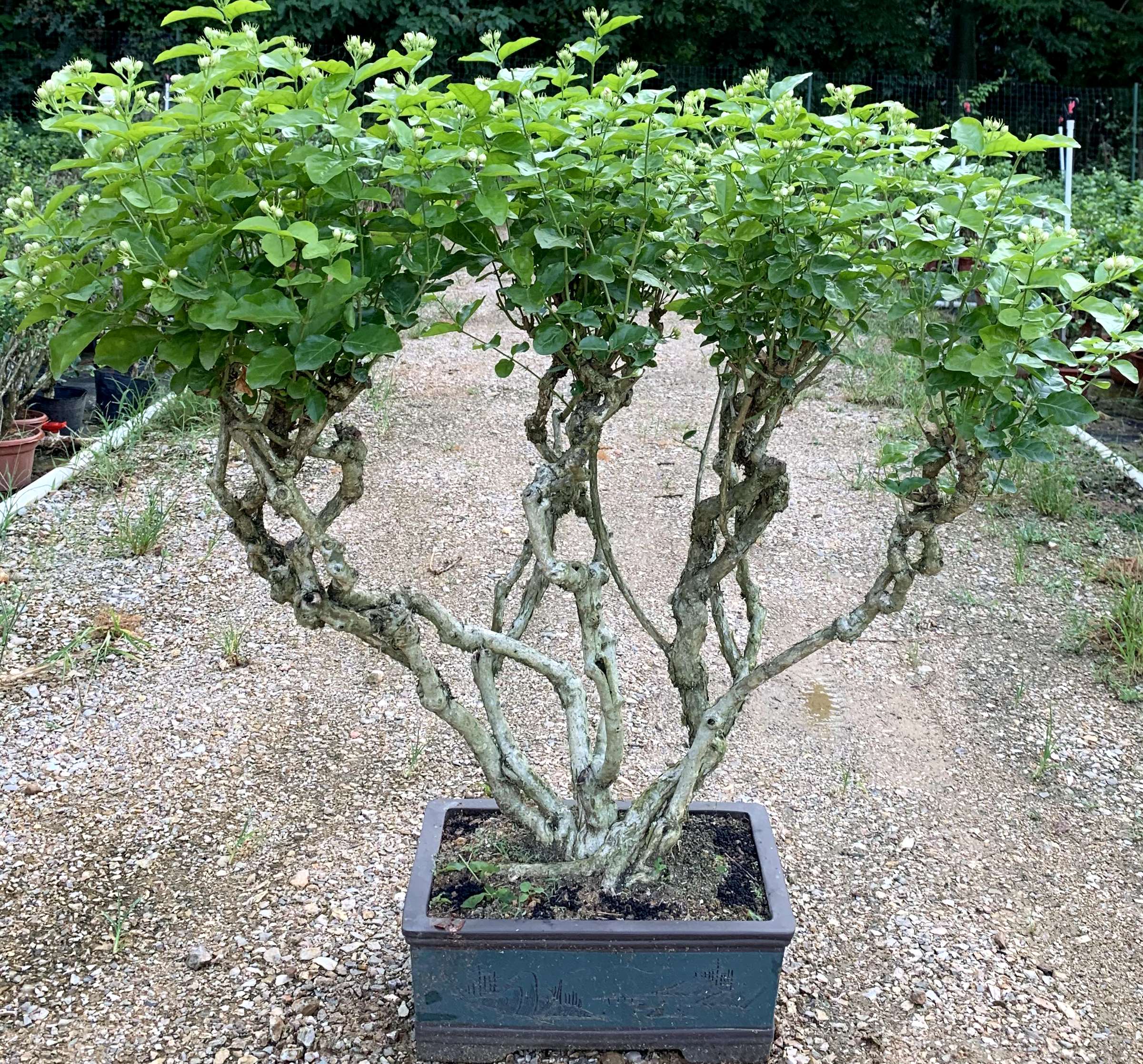 茉莉花老桩盆景绿植一图一拍花卉