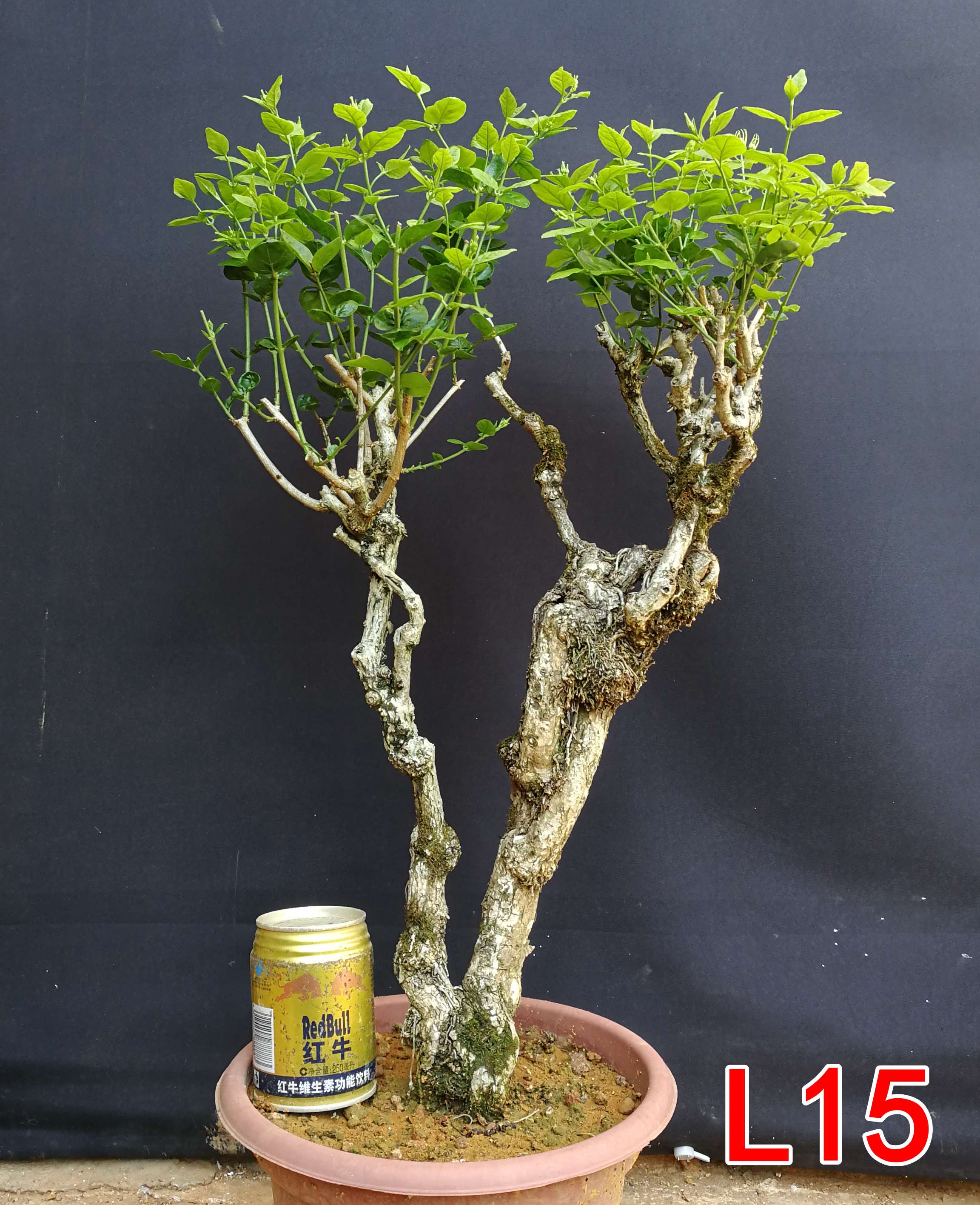 茉莉花老桩一图一拍