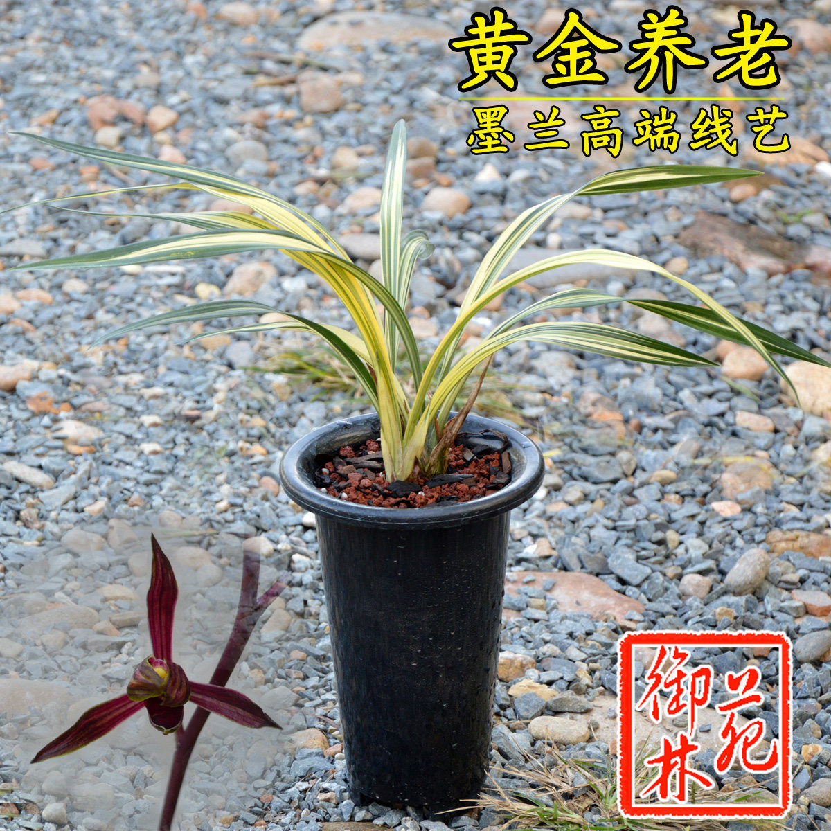 墨兰铭品黄金养老高端兰花苗花卉室内盆景绿植盆栽花季带花苞包邮
