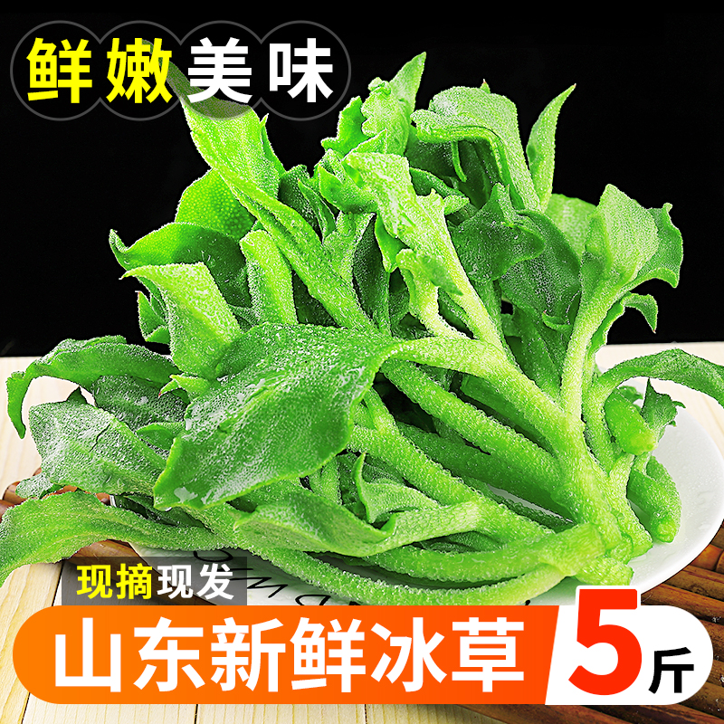 新鲜冰草当季冰菜蔬菜5斤非洲花冰叶