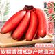 福建红美人香蕉10斤新鲜水果当季现摘正宗小香焦红皮芭蕉米蕉包邮