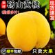 正宗砀山黄桃10斤新鲜毛桃子水果应当季现摘黄肉蜜桃大果顺丰包邮