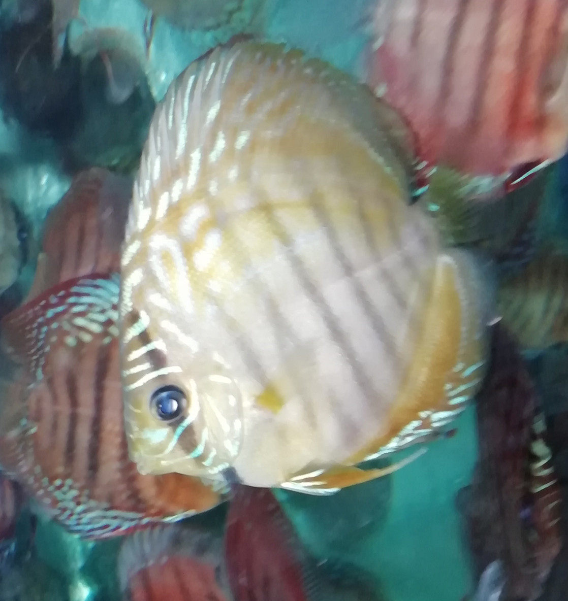 一折七彩神仙鱼活体 阿莲卡