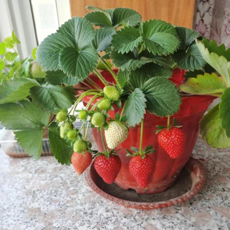 家庭阳台盆栽四季易活奶油红草莓种籽子大草莓种籽白草莓水果种子