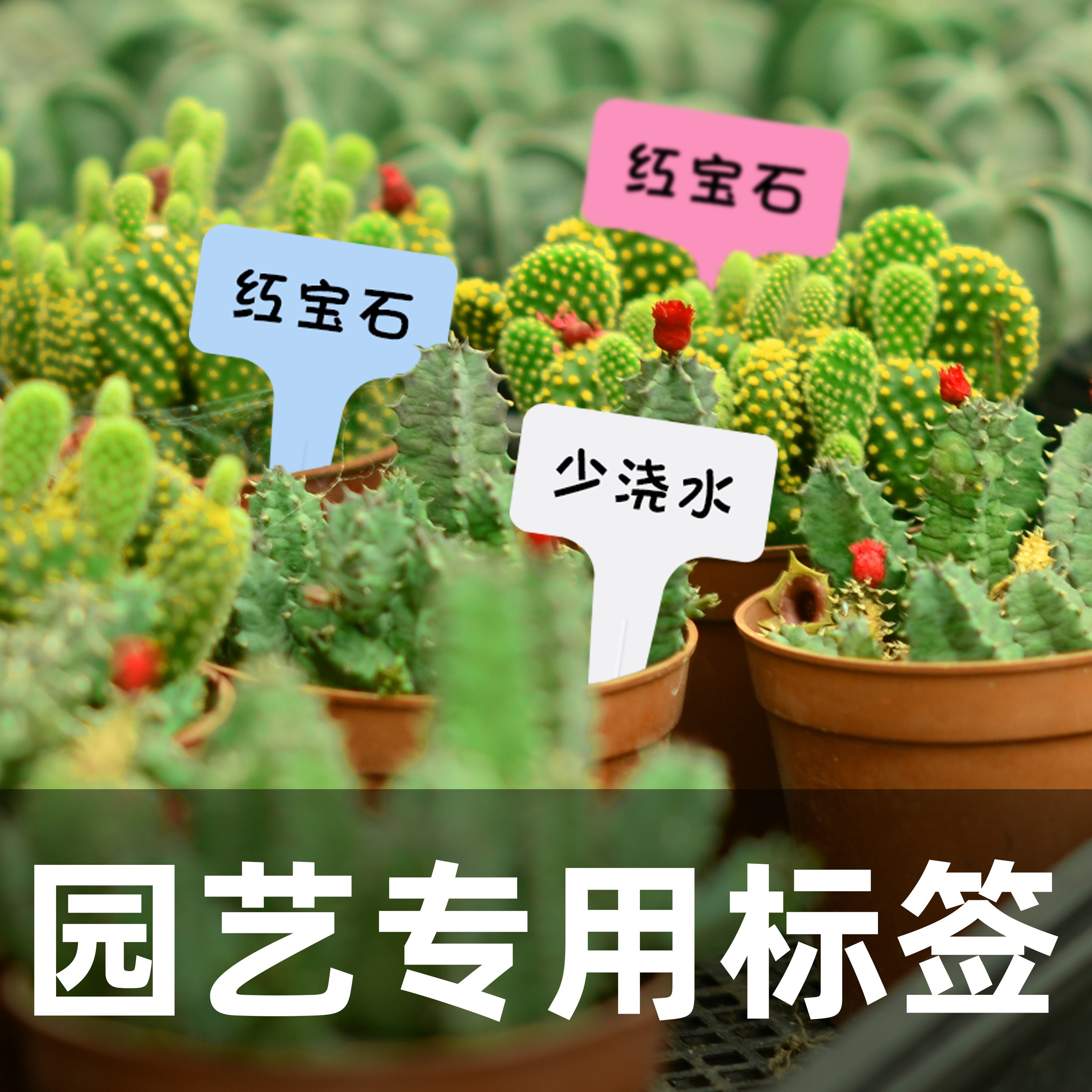 9亲居简约加厚塑料盆栽创意圆形家庭阳台绿萝多肉清仓特价彩色花盆已