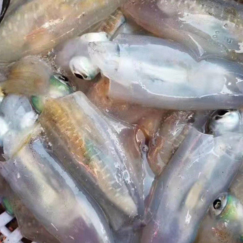 海钓软丝 海鲜水产软丝妹 大鱿鱼类软体海鲜 大墨鱼大小都有