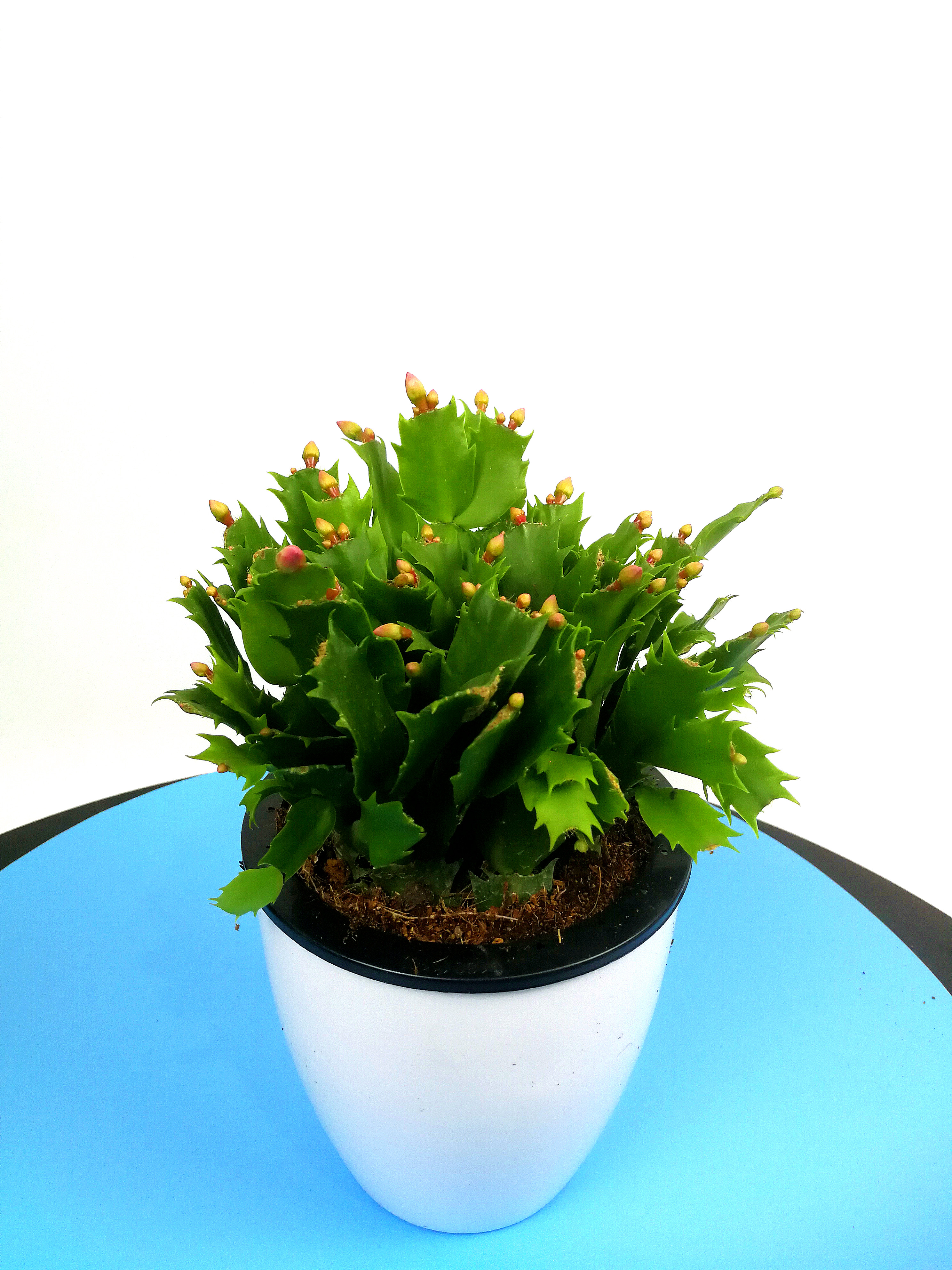 蟹爪盆栽花苞包邮带根带土四季常青室内花卉花卉