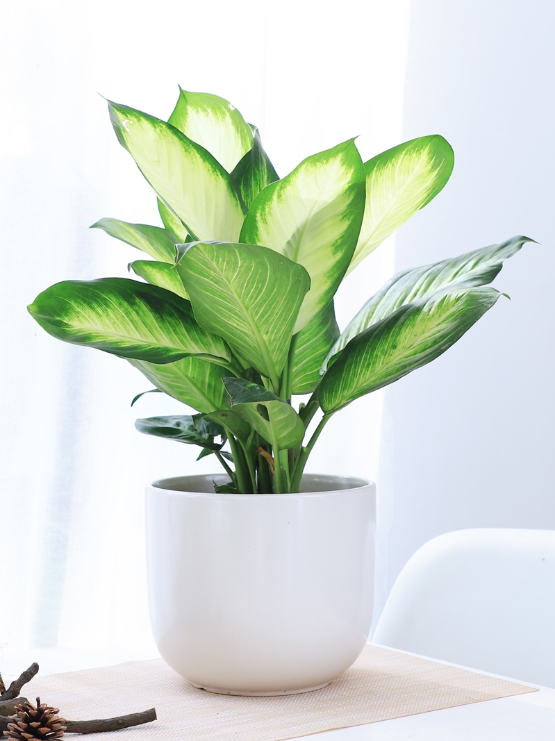 净化空气最好的植物排名(净化空气最好的植物排名前十)