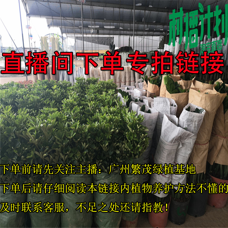 绿植直播间 关注：广州繁茂绿植基地 主播每天不定时免费送超优惠