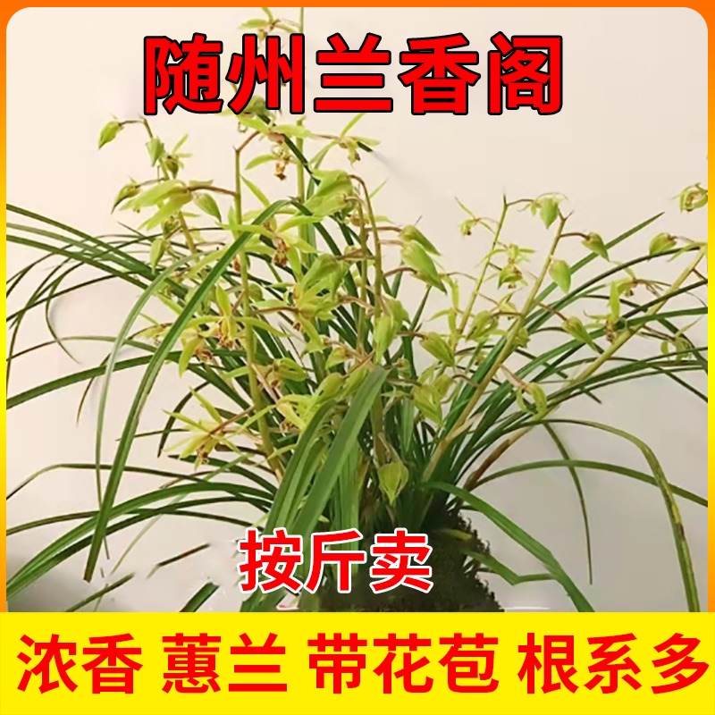 随州兰花带花苞浓香蕙兰剑兰花苗九头兰九节兰花卉绿植盆栽包邮